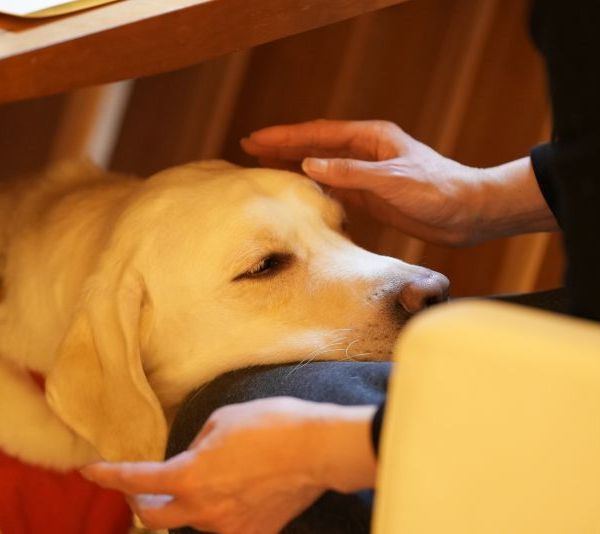 你是我的眼！“中国导盲犬”将赴北京冬残奥会
