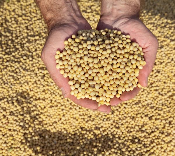 减量替代一年节约豆粕1100万吨!豆粕价格持续上涨后市如何 减量替代一年节约豆粕1100万吨!豆粕价格持续上涨后市如何