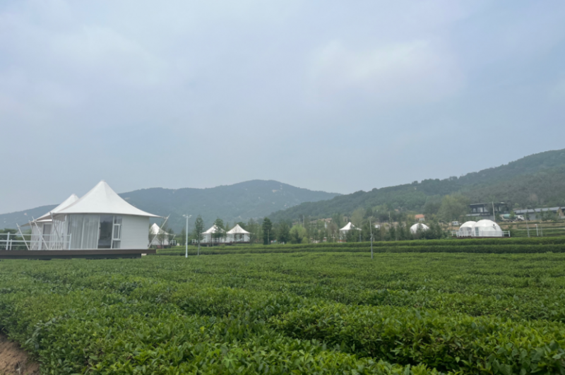 日照岚山农商银行创新金融服务纪实:金融活水“沏”出万亩茶香|追寻新质生产力 日照岚山农商银行创新金融服务纪实:金融活水“沏”出万亩茶香|追寻新质生产力