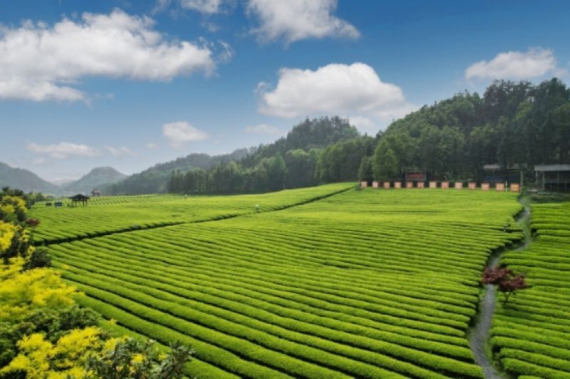 中国黑茶:和美天下 创享未来 中国黑茶:和美天下 创享未来