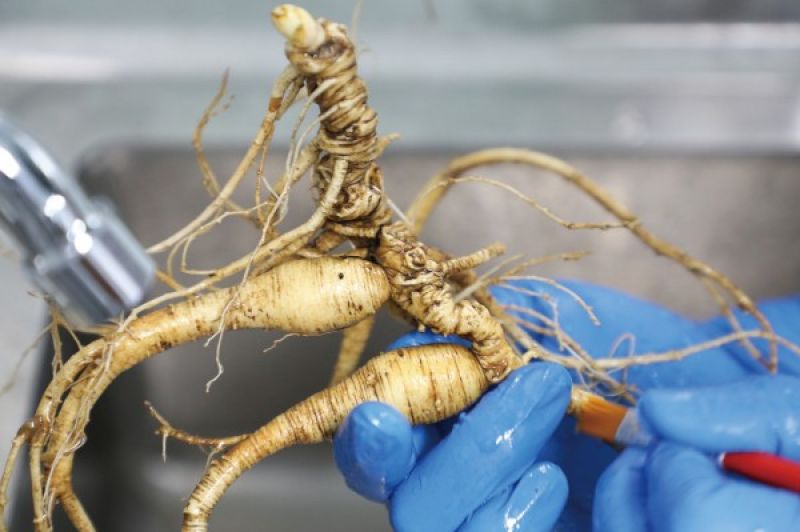 解码植物干细胞的无限“复刻”：让珍稀药材实现“吨级”生产，技术革命破解千年药源困境｜追寻新质生产力
