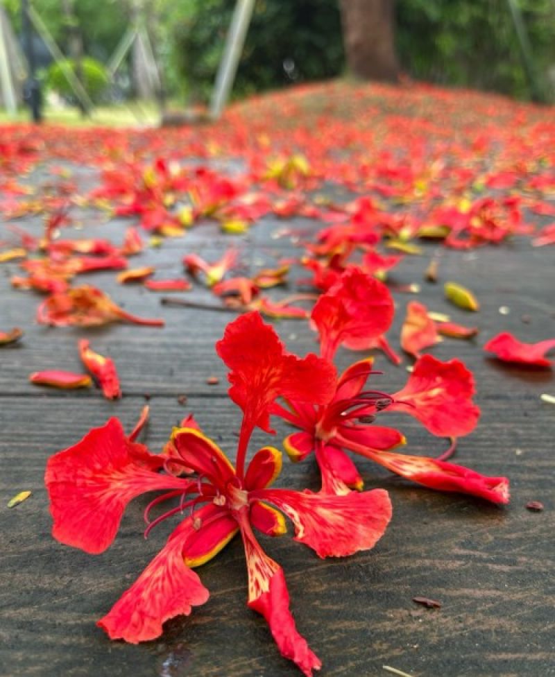 借十年花火，燃未来新程！2025两岸残障人士交流嘉年华镌刻两岸融合同心圆