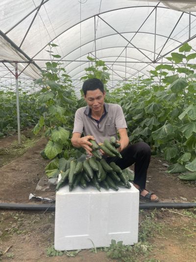 邱福宁蹲在地头，分拣着刚刚摘下来的黄瓜。.jpg